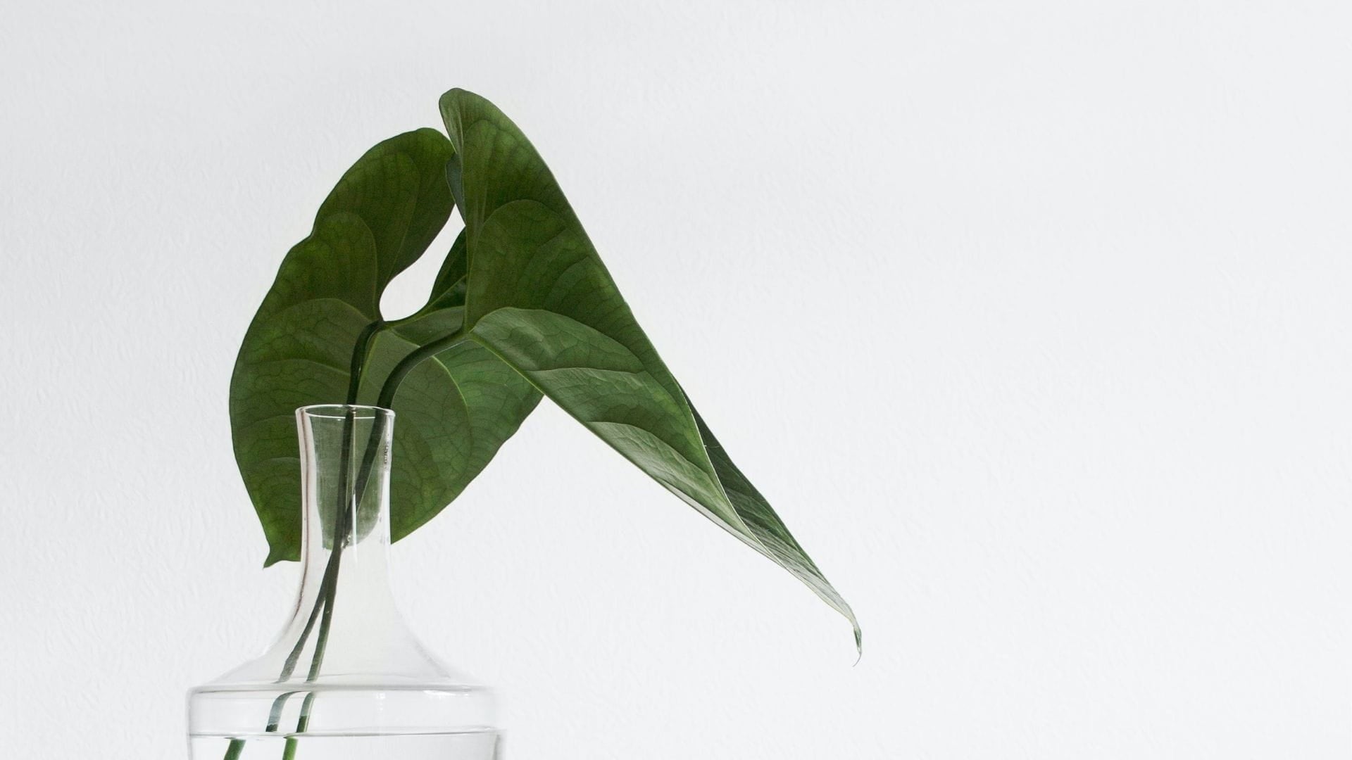 Flower in vase - resources from Livequipped a Christian lifestyle blog